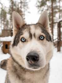 📍Arctic Circle Husky Park