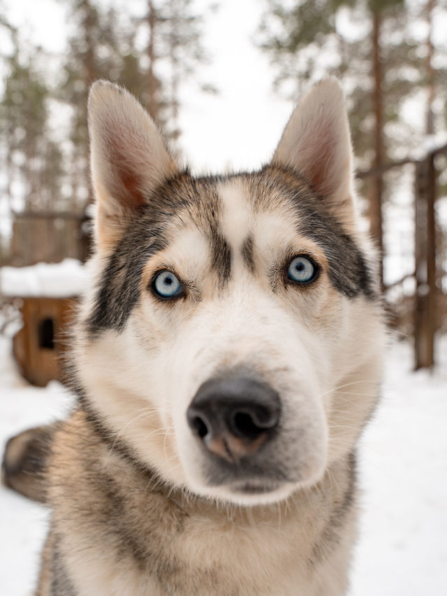 📍Arctic Circle Husky Park