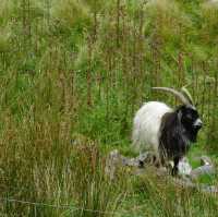 Snowdonia