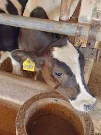 🐮 นมวัวแดง พาลูกเที่ยวเกษตร ธรรมชาติ สระบุรี 