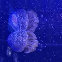 🪼อควาเรียมบางแสน 🐟ศูนย์เรียนรู้โลกใต้ทะเล🐡