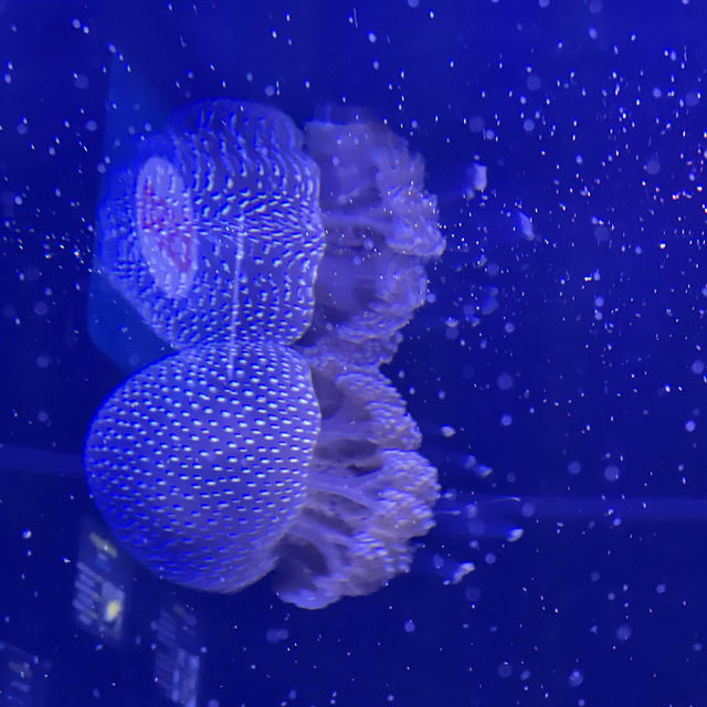 🪼อควาเรียมบางแสน 🐟ศูนย์เรียนรู้โลกใต้ทะเล🐡