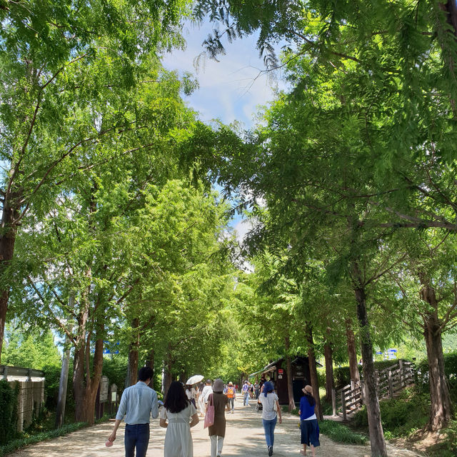 【韓国/潭陽（タミャン）】緑が映えるお散歩道🌲 メタセコイア並木道