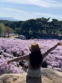 개미취 🌺🪻🌼🌸축제 여행 계획할때에요~ 