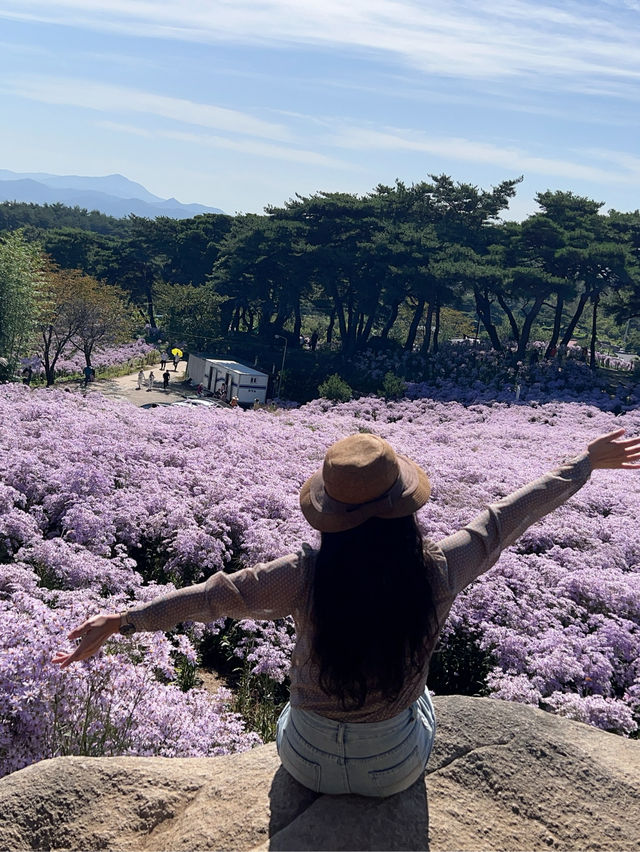 개미취 🌺🪻🌼🌸축제 여행 계획할때에요~ 