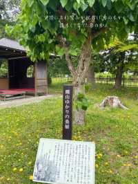 無料で見学できる！レトロでおしゃれな上杉伯爵邸🌲