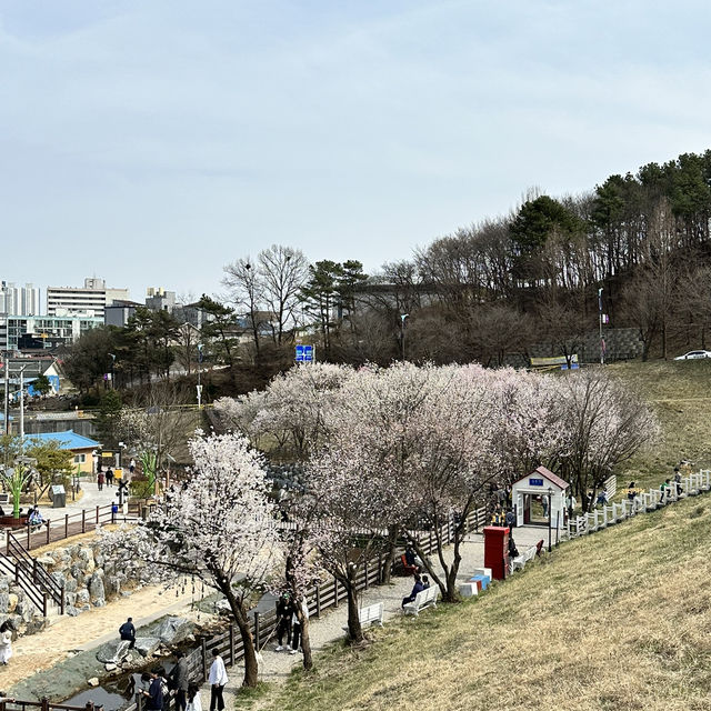 예쁜 꽃과 호수가 인상깊었던 이천 설봉공원🏞️
