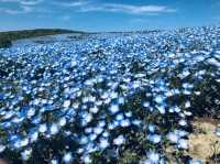 【茨城/ひたちなか】一面に広がる花畑