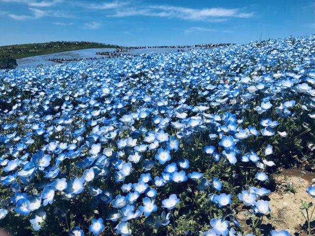 【茨城/ひたちなか】一面に広がる花畑