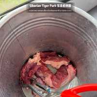 📍 Siberia Tiger Park 黑龙江·哈尔滨|东北虎林园  สถานที่ท่องเที่