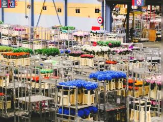A Global Flower Trading Market: An Alternative Flower Viewing Spot.