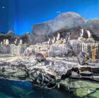 🇲🇾 Underwater World Langkawi: Your Gateway to Ocean Adventures
