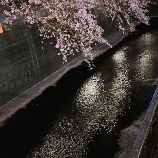 🌸도쿄 메구로강 벚꽃🌸