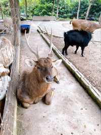 Exploring Bentong Farm: A Nature Lover’s Paradise