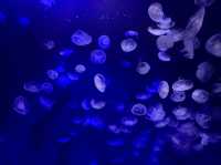 サンシャイン水族館！！