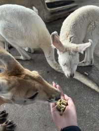 【オーストラリア/パース】人気者たちに会える動物園🐨