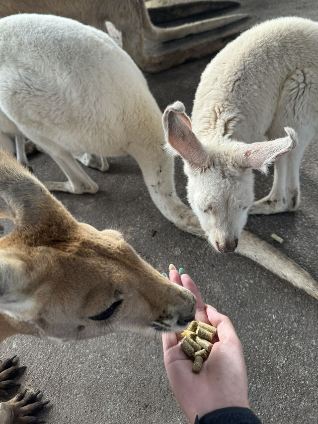 【オーストラリア/パース】人気者たちに会える動物園🐨