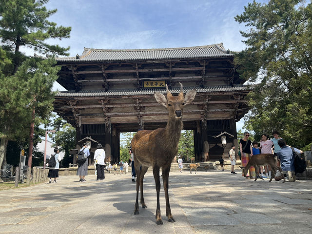 東大寺/ 祈禱天下太平的宏偉寺院