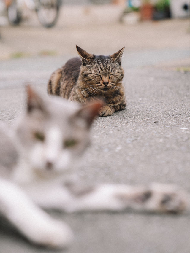 🇯🇵 福岡 絕對是貓奴的天堂景點🐈 被CNN評選為世界六大貓島——相島🐈‍⬛