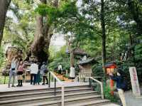 熱海観光　来宮神社