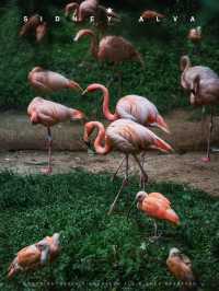到動物園去班味，拯救不開心🦝🦒🦓🐅🦧