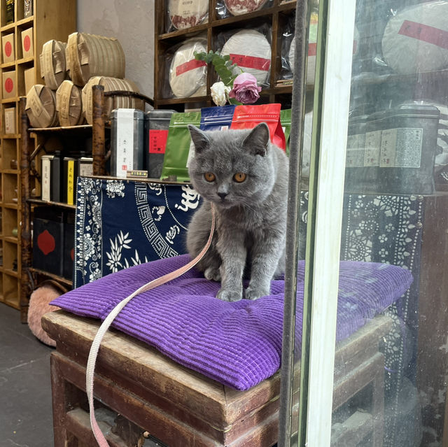 朱家角古鎮