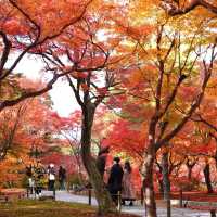 🇯🇵京都東福寺｜火燒通天橋的絕美楓紅