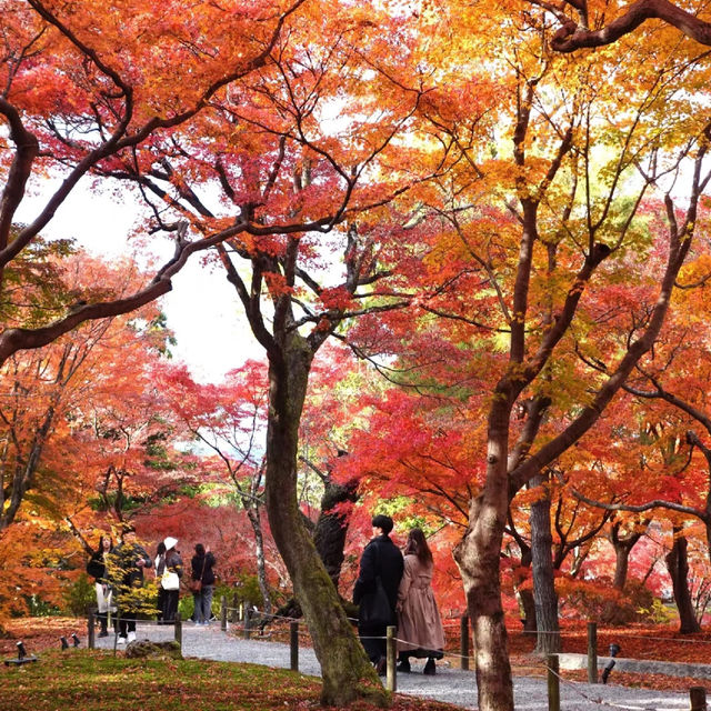 🇯🇵京都東福寺｜火燒通天橋的絕美楓紅