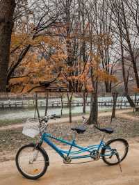 Autumn Splendor at Nami Island 🍁