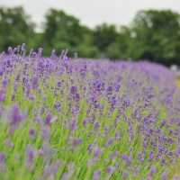 Mayfield lavender Farm - beautiful on either cloudy day or sunny day