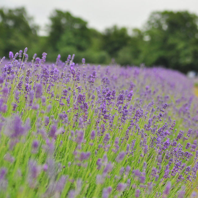 Mayfield lavender Farm - beautiful on either cloudy day or sunny day
