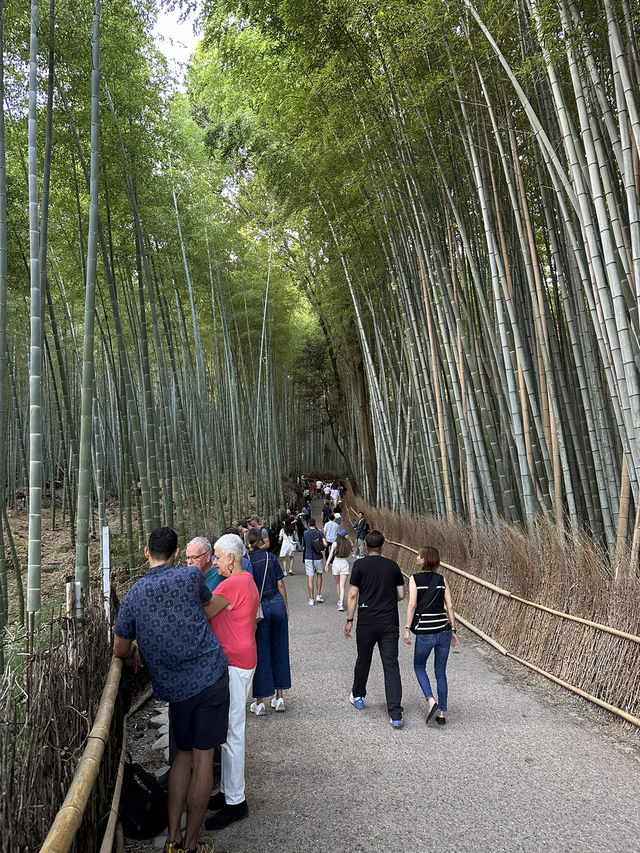 Arashiyama Bamboo Forest