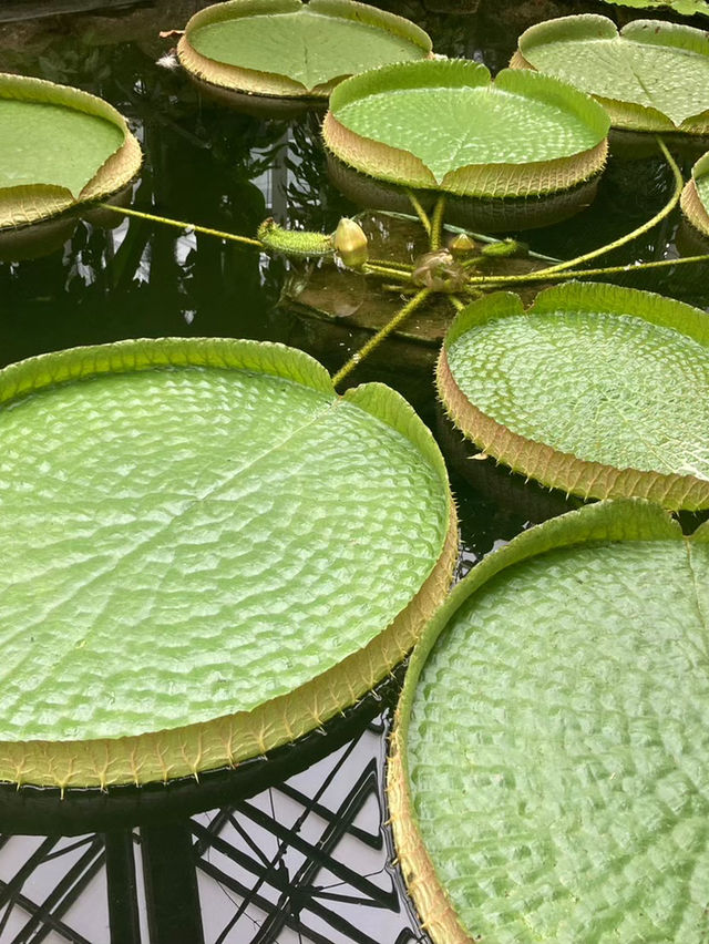 【調布市】東京で楽しめる自然スポット植物園🌿‬