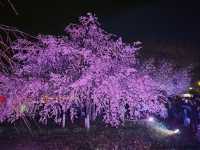 【愛知】絶景！桜の名所🌸名古屋の鶴舞公園