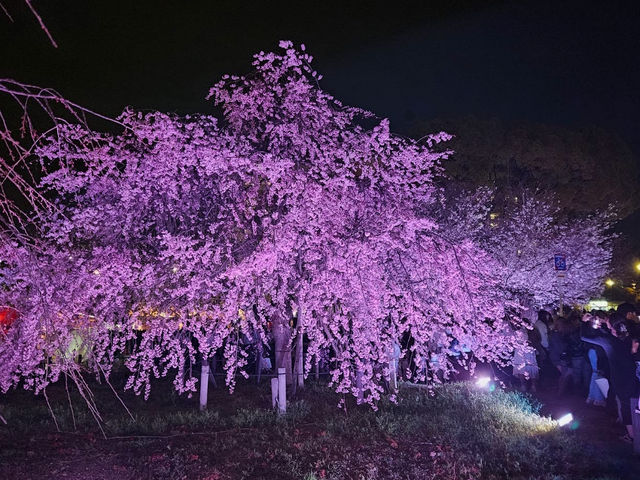 【愛知】絶景！桜の名所🌸名古屋の鶴舞公園