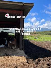 【八ヶ岳】無料で入れる満喫牧場！🐮