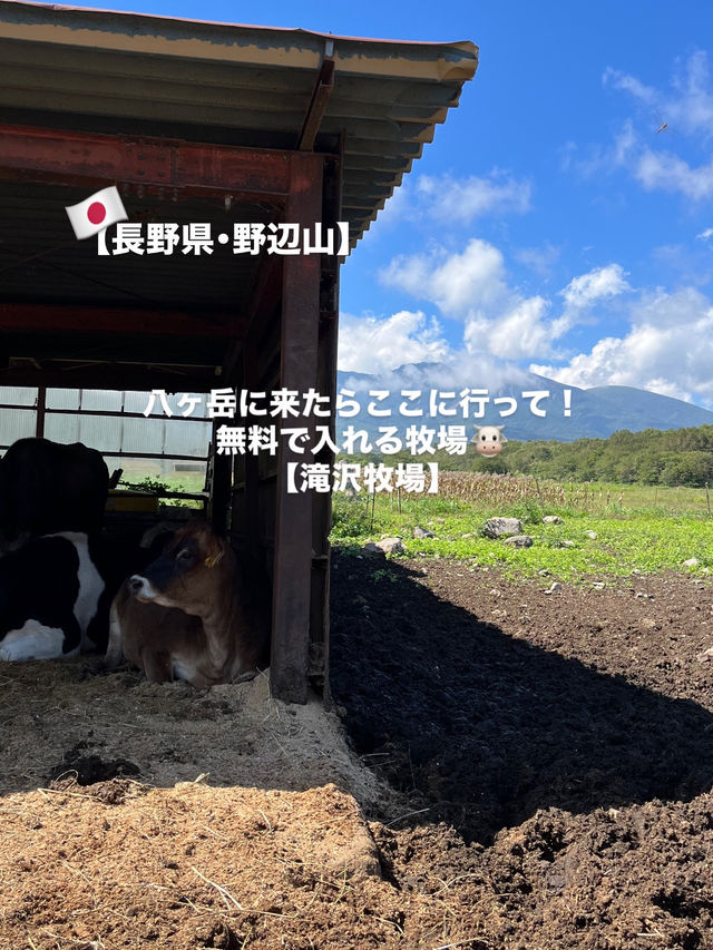 【八ヶ岳】無料で入れる満喫牧場！🐮