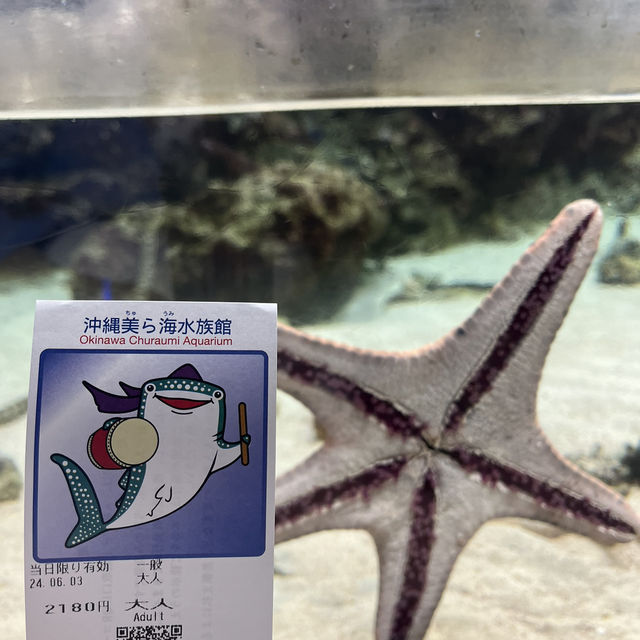 A Fun Getaway to Okinawa Churaumi Aquarium