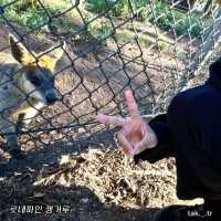 호주 브리즈번 로네파인 코알라 상투아리🇦🇺