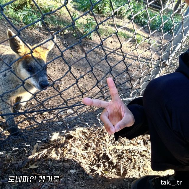 호주 브리즈번 로네파인 코알라 상투아리🇦🇺