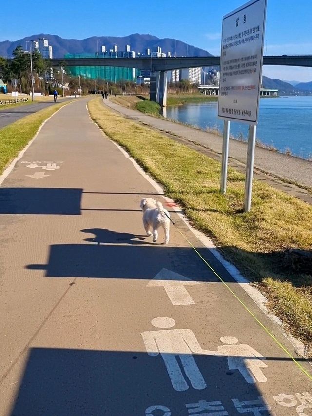 자작나무 숲길이 아름다운 남양주 한강 힐링 장소🏞