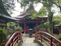 【吉祥寺🇯🇵】井の頭恩賜公園🦢🌳