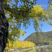 #เที่ยวฤดูใบไม้ร่วง goesan - gan korea