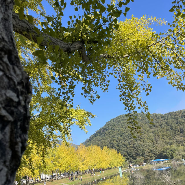 #เที่ยวฤดูใบไม้ร่วง goesan - gan korea
