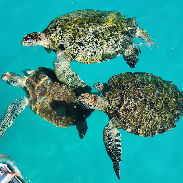 Sun, Sea, and Snorkeling: My Unforgettable Redang Island Getaway!