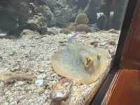 Rayong Aquarium 🐡🐠🪼