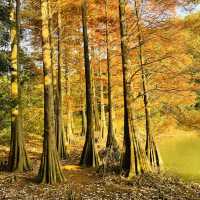 紅葉が見事だった【篠栗九大の森】森林浴で癒されました