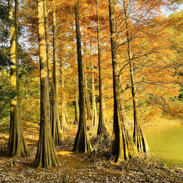 紅葉が見事だった【篠栗九大の森】森林浴で癒されました