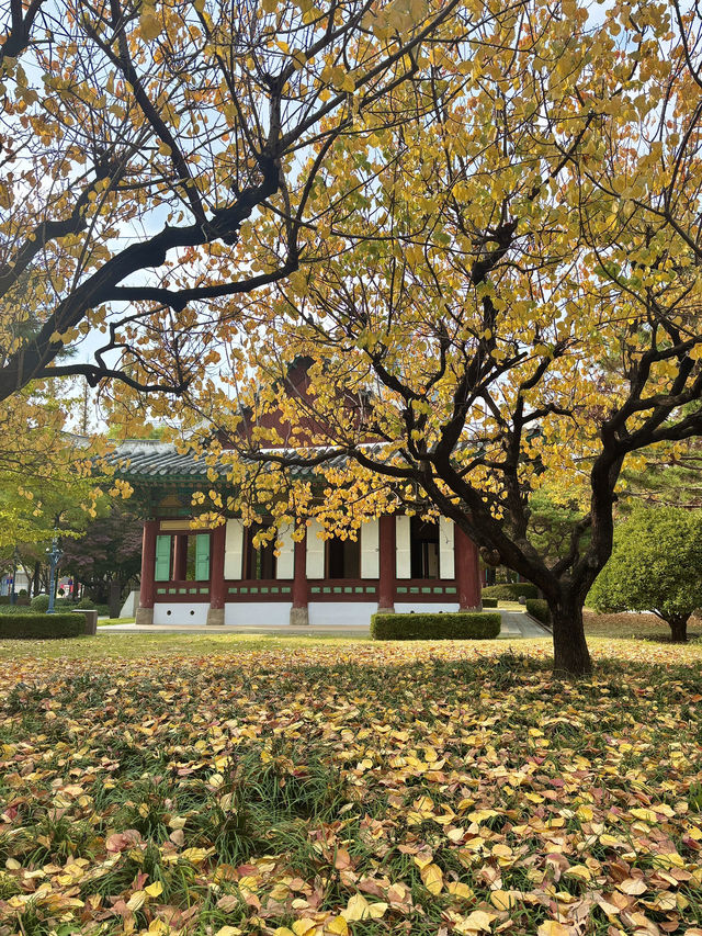 은행잎 가득 가을을 느낄 수 있는 대구 경상감영공원💛