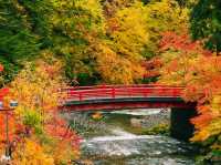 青森🇯🇵中野紅葉山